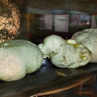 Μανιτάρι γίγας έξι κιλών βρέθηκε στο Δαφνερό Βοΐου!