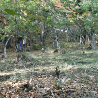 Μαζεύοντας Κάστανα στο Βόιο Κοζάνης – Δείτε το βίντεο