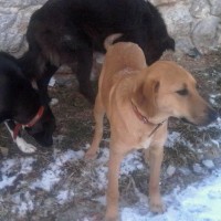 Έκκληση προς τους φιλόζωους της πόλης της Σιάτιστας για υιοθέτηση σκύλων