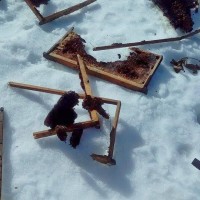 Επιδρομή γουνοφόρων ζώων σε κοτέτσια και μελίσσια στην Ελάτη! Δείτε φωτογραφίες