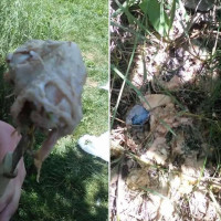 Δηλητηριασμένα δολώματα για άλλη μια φορά στην Πτολεμαΐδα!