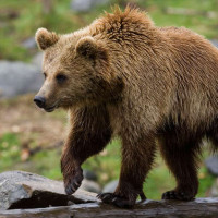 Καλλιστώ: Γιατί καταγράφεται αυξημένη παρουσία αρκούδων κοντά σε σπίτια και τί πρέπει να κάνουμε