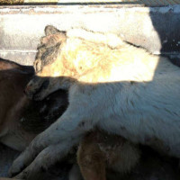 Νέο περιστατικό με φόλες στην Άρδασσα Εορδαίας – Σκληρή ανακοίνωση των Εθελοντών του Κυνοκομείου Πτολεμαΐδας