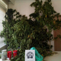 Σύλληψη 54χρονου σε περιοχή της Πτολεμαΐδας για καλλιέργεια χασίς – Δείτε φωτογραφίες