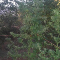 Συνελήφθη 56χρονος να καλλιεργεί δενδρύλλια κάνναβης στο μαντρί του σε περιοχή του Βοΐου