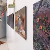 Έως τις 19 Ιανουαρίου 2018 στην Πτολεμαΐδα η Παραστατική φωτογραφική έκθεση πουλιών