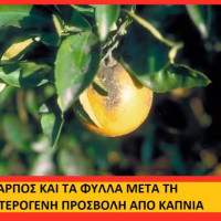 Βίντεο: Εμφανίσθηκε και στην Ελλάδα ο Μαύρος Ακανθώδης Αλευρώδης, σοβαρή απειλή για τα εσπεριδοειδή