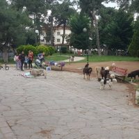 Αγέλες αδέσποτων σκυλιών στην Πτολεμαΐδα και μετά από την επίθεση στον 10χρονο – Δείτε βίντεο και φωτογραφίες