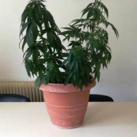 Συνελήφθη 47χρονος στην Πτολεμαΐδα για καλλιέργεια δενδρυλλίων κάνναβης