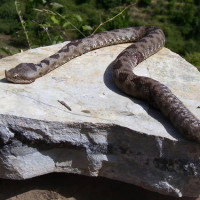 Οχιά τσίμπησε 58χρονο στην Πτολεμαΐδα – Ξεπέρασε τον κίνδυνο και νοσηλεύεται στο Μποδοσάκειο