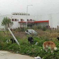 Πτολεμαΐδα: Άλλες δύο περιπτώσεις πυροβολισμών σε αδέσποτα, καταγγέλλουν οι φιλόζωοι!