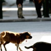 Κοζάνη: Συνελήφθη 76χρονη ιδιοκτήτρια σκύλου γιατί ο σκύλος της τραυμάτισε ανήλικη – Της επιβλήθηκε πρόστιμο 300 ευρώ