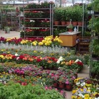 Ενημέρωση σχετικά με Εισαγωγές και Εξαγωγές Φυτών, Φυτικών Προϊόντων και άλλων αντικειμένων στο Ηνωμένο Βασίλειο