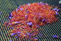 Ημερίδα για την αντιμετώπιση παθογόνων του κρόκου Crocus sativus L.