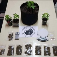 2 συλλήψεις στην Πτολεμαΐδα για καλλιέργεια δενδρυλλίων κάνναβης και κατοχή ναρκωτικών