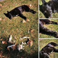 Φόλες στην κεντρική πλατεία στο Ανατολικό Εορδαίας