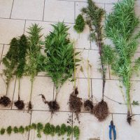 Συνελήφθη 35χρονος σε περιοχή της Εορδαίας για καλλιέργεια 8 δενδρυλλίων κάνναβης