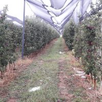 Χαλάζι και βροχή ρήμαξαν Μηλοκαλλιέργειες στο Μεσόβουνο Εορδαίας