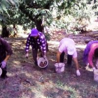 Ζωντάνεψαν και φέτος τα «Καστανωτά» στις ανατολικές πλαγιές του Ολύμπου στην Πιερία