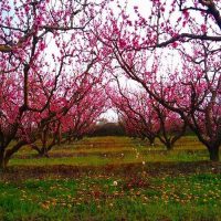 Διεύθυνση Αγροτικής Οικονομίας: Αναβάλλονται οι προγραμματισμένες ενημερωτικές συναντήσεις σε κοινότητες της Εορδαίας