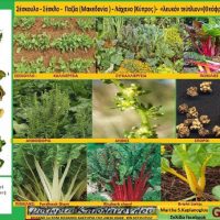 Καλλιέργεια, διατροφικά οφέλη και ιατροφαρμακευτικές ιδιότητες του σέσκουλου – Γράφει η Γεωπόνος Μάρθα Καπλάνογλου