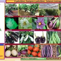 Η καλλιέργεια και τα διατροφικά οφέλη της μελιτζάνας – Γράφει η Μάρθα Στ. Καπλάνογλου Τεχνολόγος Γεωπόνος