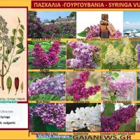 Πασχαλιά: Φυτά από τις παλιές αυλές της Κοζάνης – Της Μάρθας Καπλάνογλου