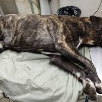 Καταγγελία για φόλες στην Πτολεμαΐδα: «Για μια ακόμη φορά συμπολίτες μας δίδαξαν στα παιδιά τους πως όταν μας ενοχλεί κάτι το δολοφονούμε»