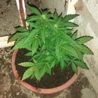 Σύλληψη 26χρονου στην Πτολεμαΐδα για δενδρύλλιο κάνναβης σε γλάστρα