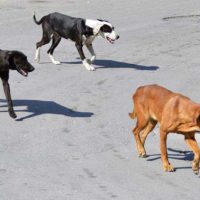 Το Φιλοζωικό Σωματείο Προστασίας Αδέσποτων Ζώων Πτολεμαΐδας για τις επιθέσεις αδέσποτων