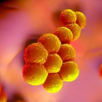 Σταφυλόκοκκος: Τι προκαλεί σε δέρμα, στομάχι, αίμα και αρθρώσεις και πώς θεραπεύεται