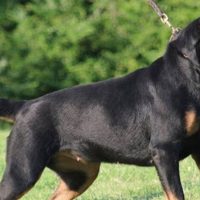 Αγρίνιο: Επίθεση ροτβάιλερ σε 4χρονο κοριτσάκι – Οργή για τη στάση του ιδιοκτήτη