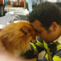 Το Σωματείο Φιλόζωων Πτολεμαΐδας για τον άδικο χαμό του Νίκου Μαλακόζη