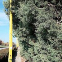 Εργασίες συντήρησης στα δέντρα Αριζόνας στο δρόμο για το Μποδοσάκειο νοσοκομείο