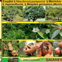 Το φυτό μακεδονική μουσμουλιά ή Σουρβιά από την οποία προέρχεται η φράση «Σούρβα μπάμπου» – Της Μάρθας Καπλάνολγου