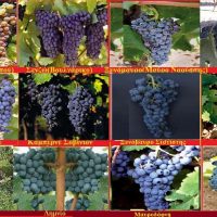 Ερυθρές οινοποιήσιμες ποικιλίες σταφυλιών: Οφέλη και προφυλάξεις στην κατανάλωση – Γράφει η Μάρθα Στ. Καπλάνογλου, Τ. Γεωπόνος