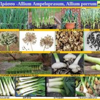 Το πράσο και η καλλιέργειά του στην Κοζάνη – Γράφει η Τ. Γεωπόνος Μάρθα Στ. Καπλάνογλου