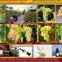 Λευκές οινοποιήσιμες ποικιλίες σταφυλιών – Γράφει η Μάρθα Στ. Καπλάνογλου, Τ. Γεωπόνος