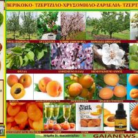 Φυτά από τους αγρούς και τις παλιές αυλές της Κοζάνης: Τα Τζέρτζιλα και οι Τζερτζιλιές – Γράφει η Μάρθα Καπλανογου Γεωπόνος, Τεχνολόγος