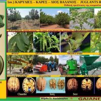 Οι καρυδιές και η πιθανή προέλευση της ονομασίας της Κοζάνης – Της Μάρθας Καπλάνογλου