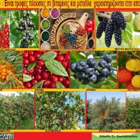 Βίντεο της Γεωπόνου Μάρθας Καπλάνογλου με τις υπερτροφές