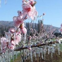 Εορδαία: Πάγωσαν καλλιέργειες κερασιών και μήλων