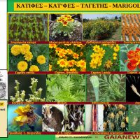 Το φυτό καλέντουλα η φαρμακευτική ή κατιφές – Της γεωπόνου Μάρθας Καπλάνογλου