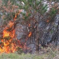 Υπό πλήρη έλεγχο φωτιά που εκδηλώθηκε στο Βέρμιο στα όρια των περιοχών Ερμακιάς- Αγίου Χριστοφόρου