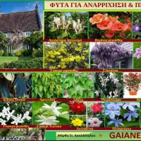 Φυτά για αναρρίχηση και πέργολες – Της Γεωπόνου Μάρθας Καπλάνογλου