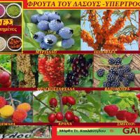 Υπερτροφές – superfoods από φρούτα του δάσους – Της Γεωπόνου Μάρθας Καπλάνογλου