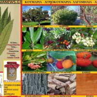 Το οπωροφόρο δέντρο Κουμαριά – Γράφει η Μάρθα Στ. Καπλάνογλου, Τεχνολόγος Γεωπόνος