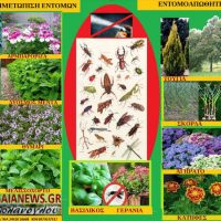 Εντομοαπωθητικά φυτά: Η οικολογική αντιμετώπιση των εντόμων – Της Γεωπόνου Μάρθας Καπλάνογλου