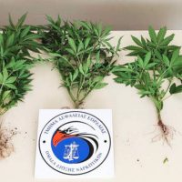 Συνελήφθη 51χρονος σε περιοχή της Πτολεμαΐδας για καλλιέργεια δενδρυλλίων κάνναβης