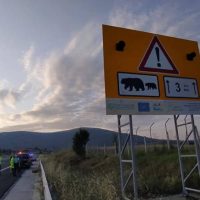 Εγνατία Οδός: Επιπλέον μέτρα μετά από τροχαίο με αρκούδα στον κάθετο άξονα Σιάτιστα – Κρυσταλλοπηγή